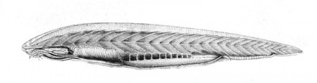 Branchiostoma cultellus. Ilustração: autor desconhecido. [domínio público] / via Wikimedia Commons