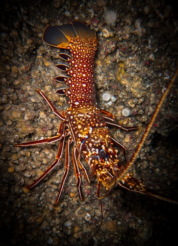 A lagosta é um crustáceo. Foto: Zerosub / Shutterstock.com