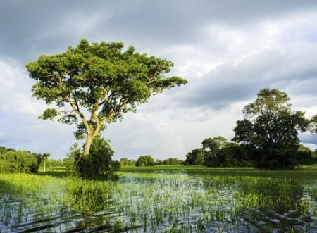 Pantanal brasileiro. Foto: Filipe Frazão / Shutterstock.com