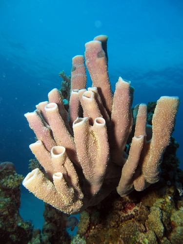 Colônia de esponjas. Foto: LauraD / Shutterstock.com