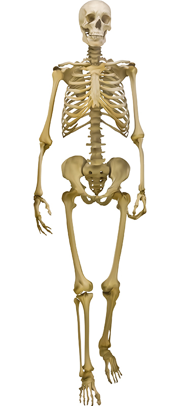 Vertebrados Caracter sticas Dos Animais Vertebrados Biologia Vertebrados Caracter sticas Dos Animais Vertebrados Biologia