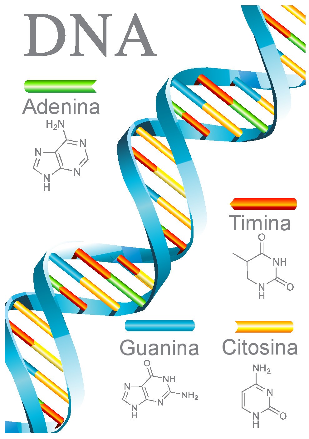 Resultado de imagem para fitas de dna