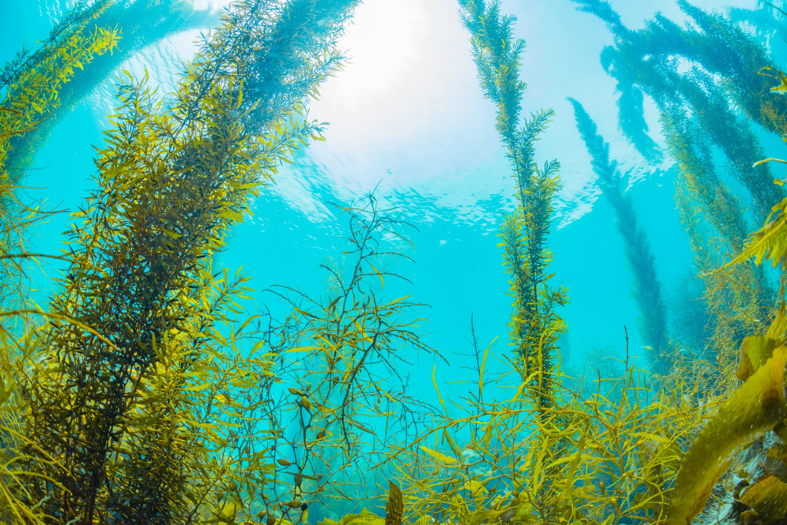 Натуральные водоросли. Морские водоросли келп. Chlorophyta водоросли. Морские синезеленые водоросли. Ламинария Японика.