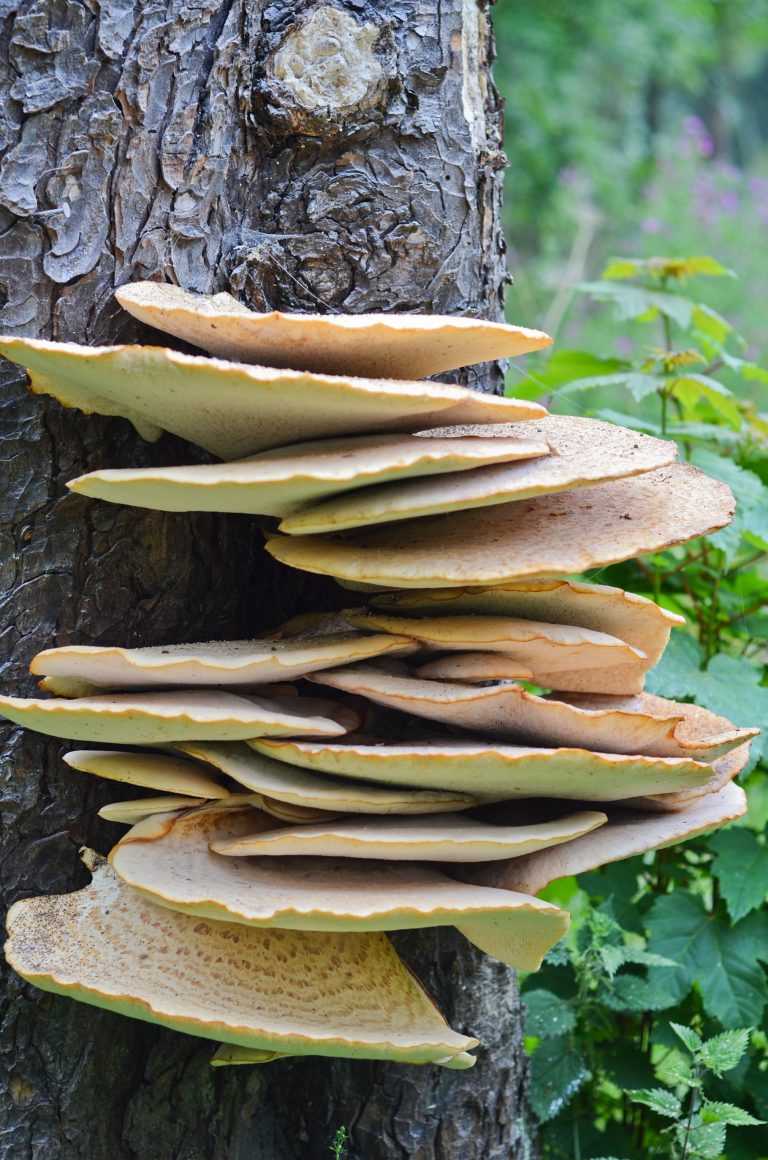 Basidiomicetos Filo Basidiomycota Fungos InfoEscola