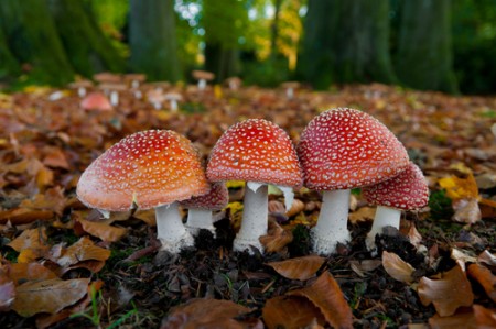 Amanita muscaria, um basidiomiceto. Foto: Hans Engbers / Shutterstock.com