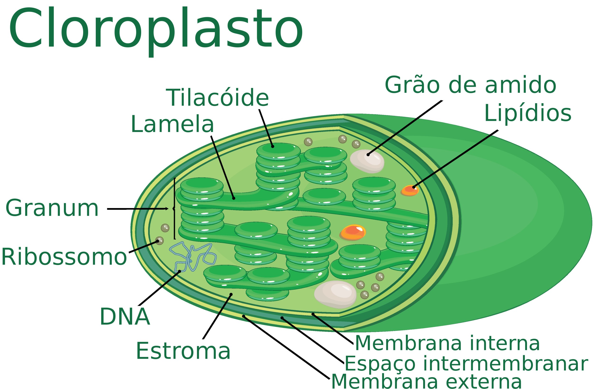 Para que sirve los cloroplastos