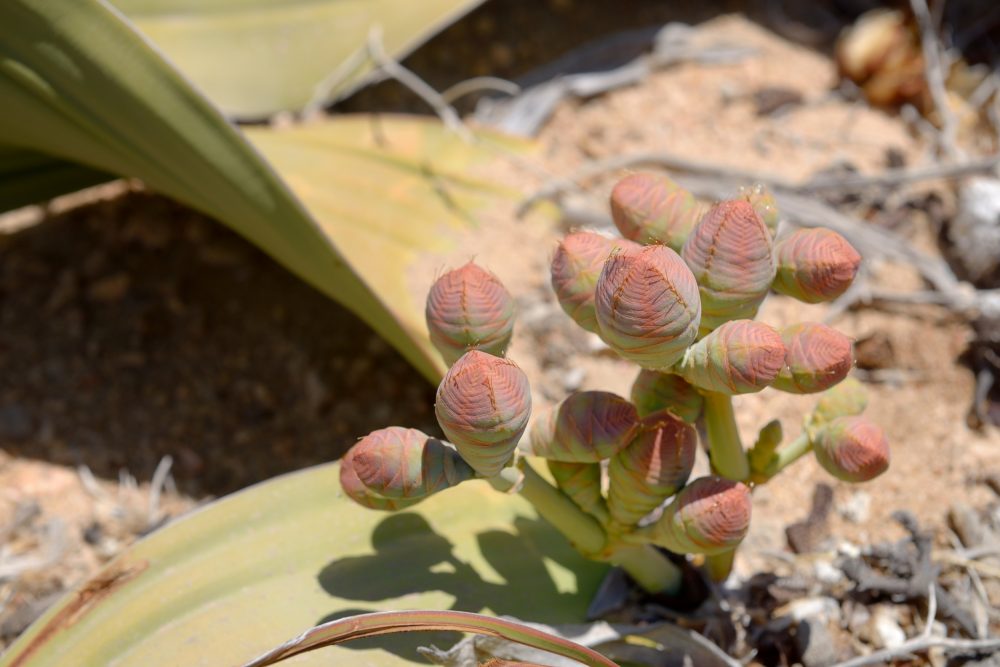 Gnetófitas (Divisão Gnetophyta) - Plantas - InfoEscola