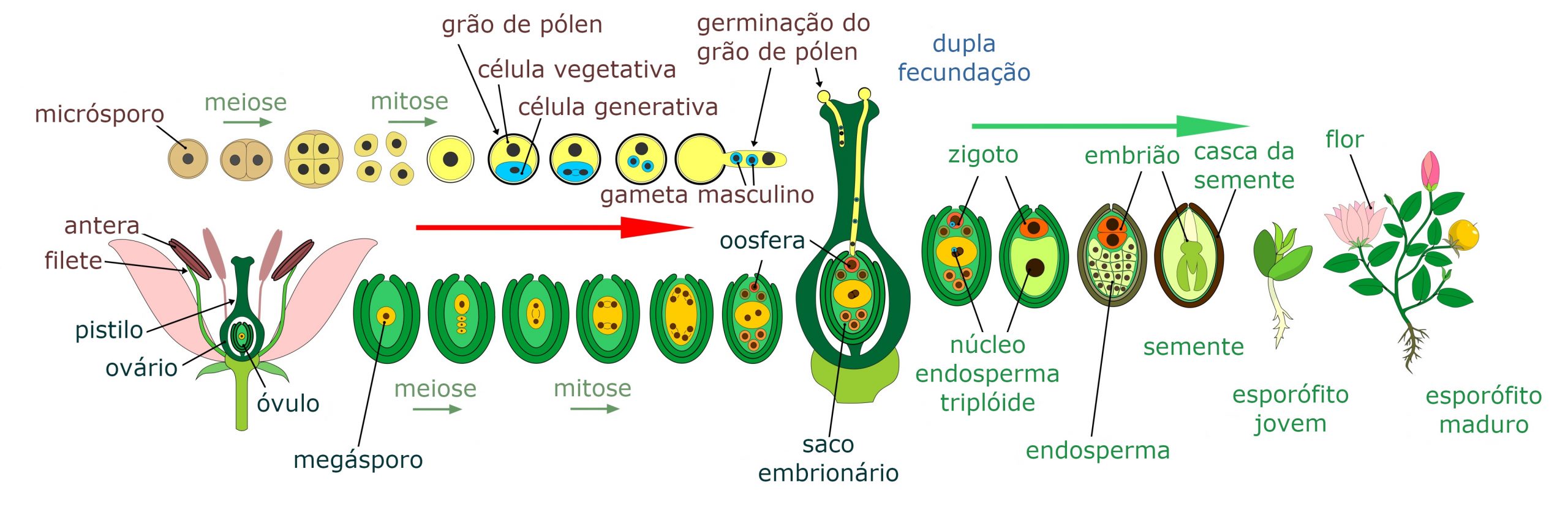 Angiosperma: reprodução sexuada