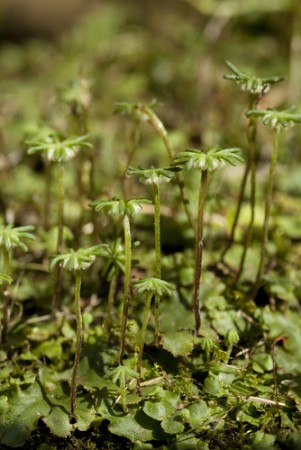 Marchantia polymorpha. Foto: dabjola / Shutterstock.com