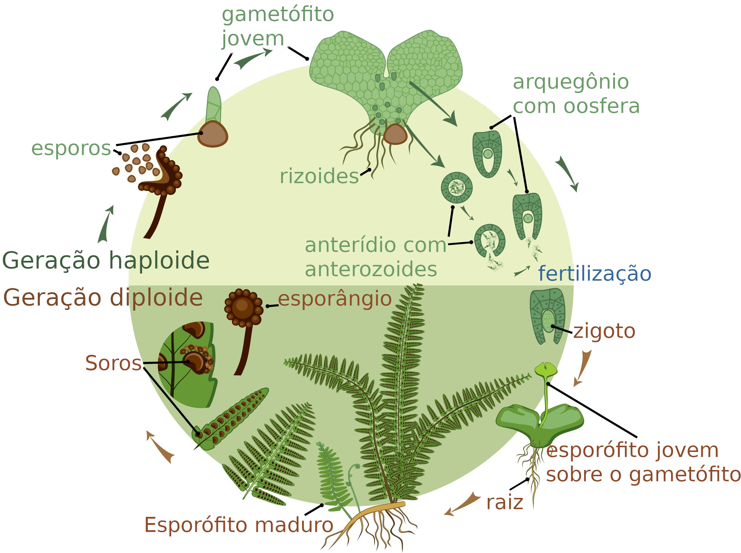 A Estrutura Onde Se Formam Os Esporos De Bri fitas E Pterid fitas A Estrutura Onde Se Formam Os Esporos De Bri fitas E Pterid fitas