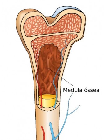 Medula óssea. Ilustração: Yoko Design / Shutterstock.com