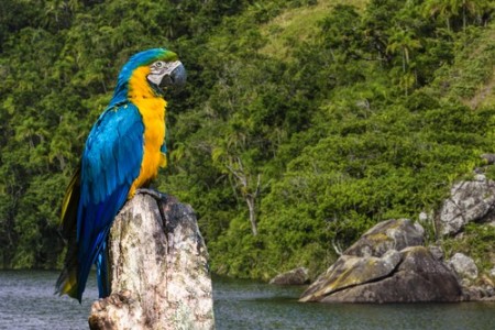 Arara azul e amarela. Foto: Filipe Frazão / Shutterstock.com