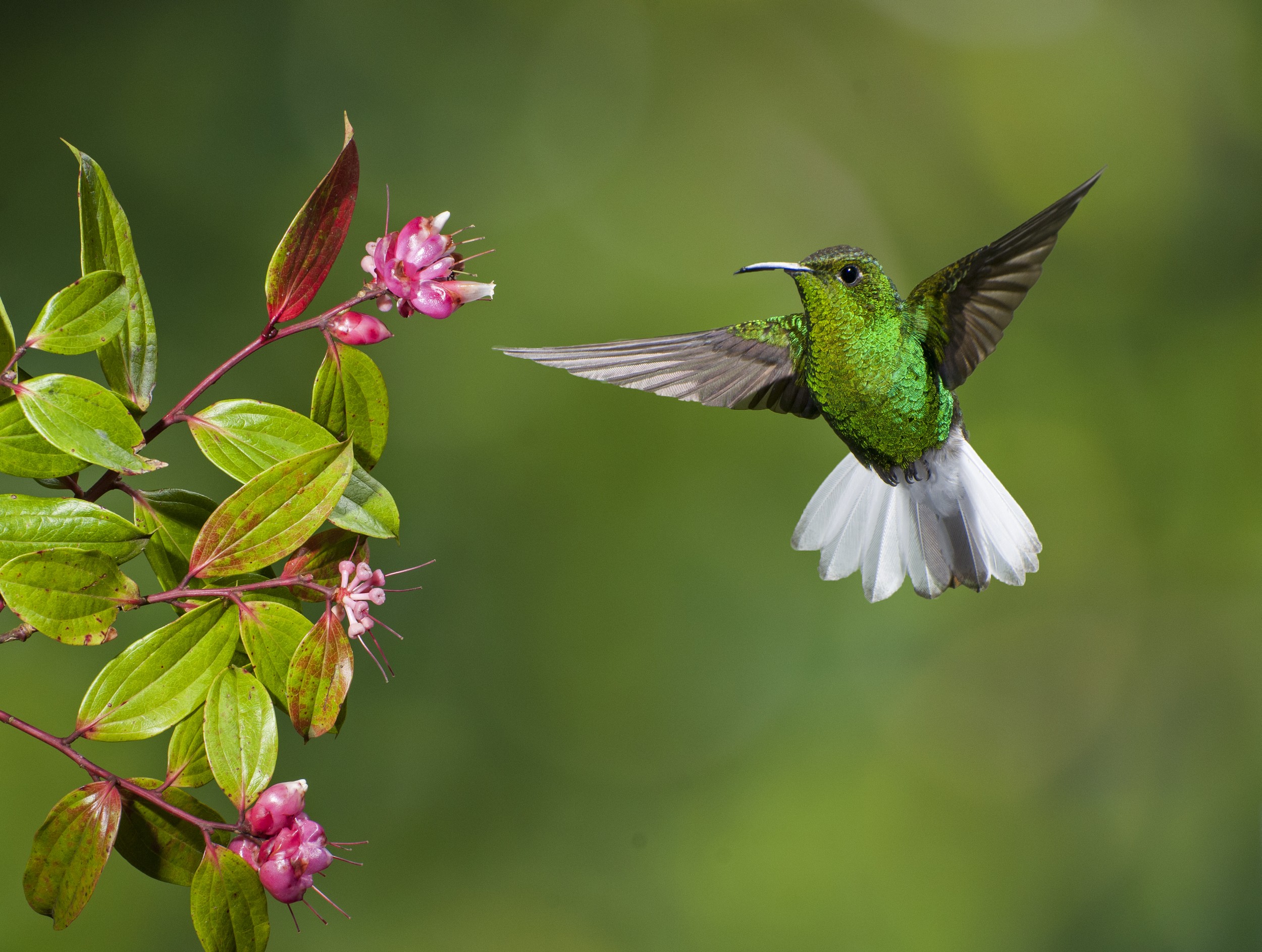 Beija-flor - ecologia, características, fotos - InfoEscola