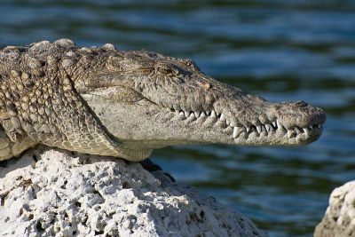 Crocodilo. Foto: Judd Patterson, National Park Service biologist [Public domain], via Wikimedia Commons