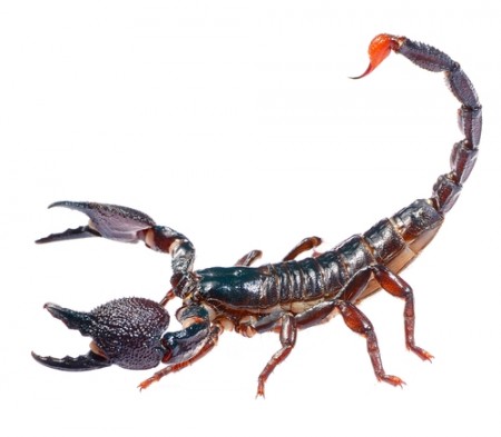 Escorpião da espécie Pandinus imperator. Foto: Aleksey Stemmer / Shutterstock.com