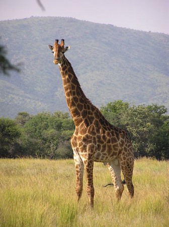 Girafa. Foto: Miroslav Duchacek (CC-BY-SA-3.0), via Wikimedia Commons