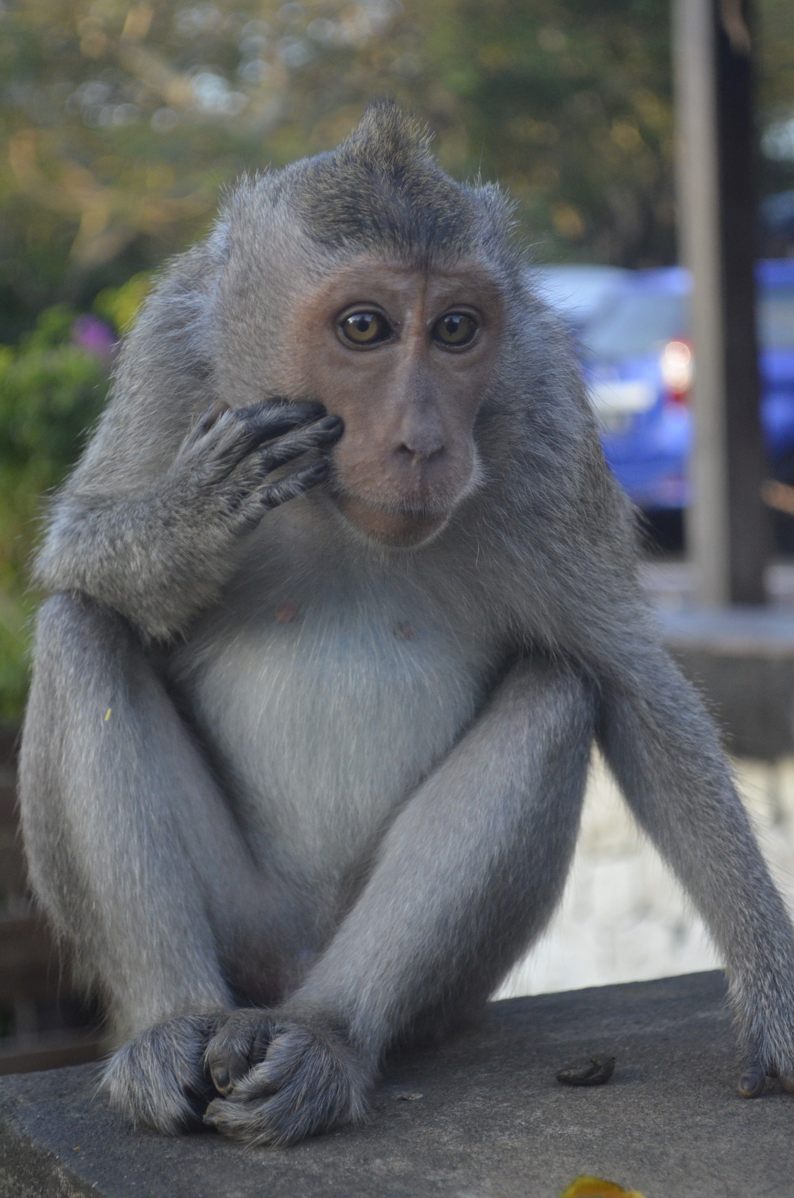 De quem evoluiu o macaco?