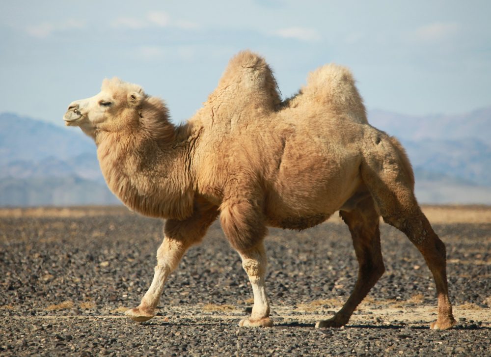 falando sobre os camelos Camelo-127941365-1000x727