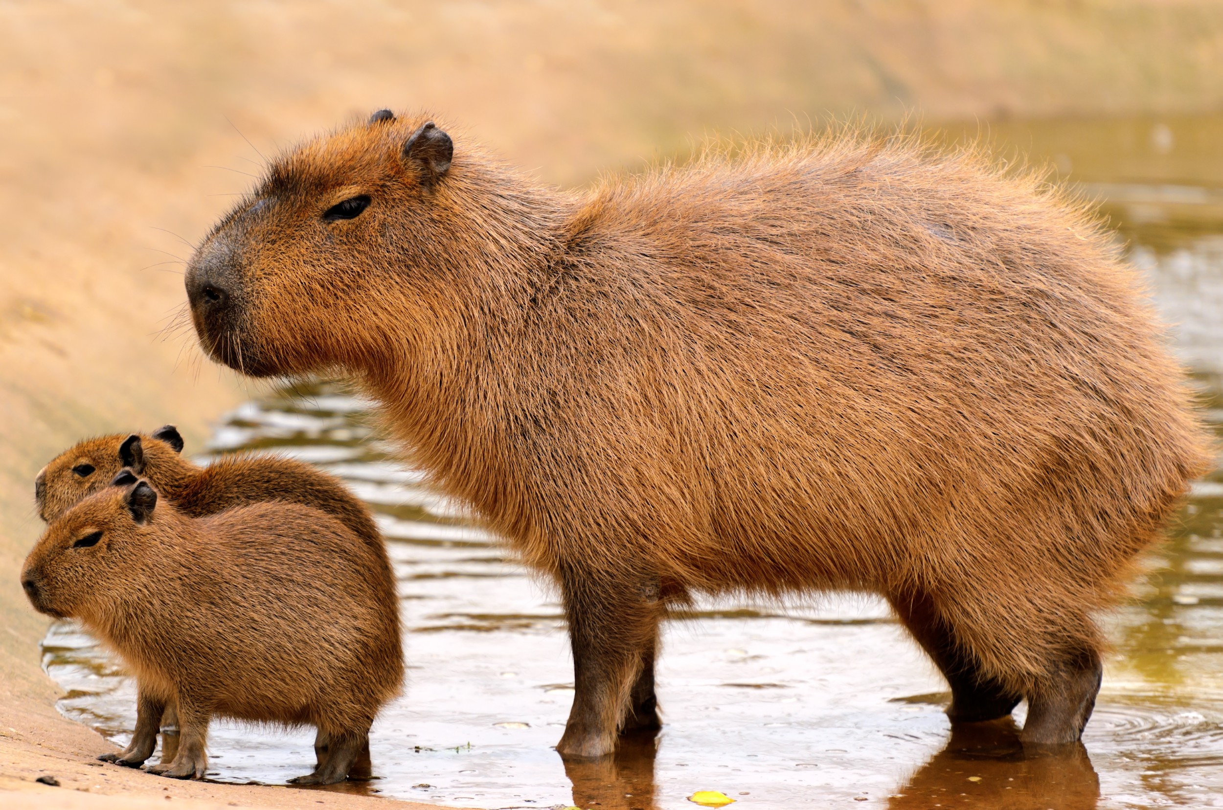 Uma capivarinha do amor pra dize  Capivara, Capivaras, Animais brasileiros