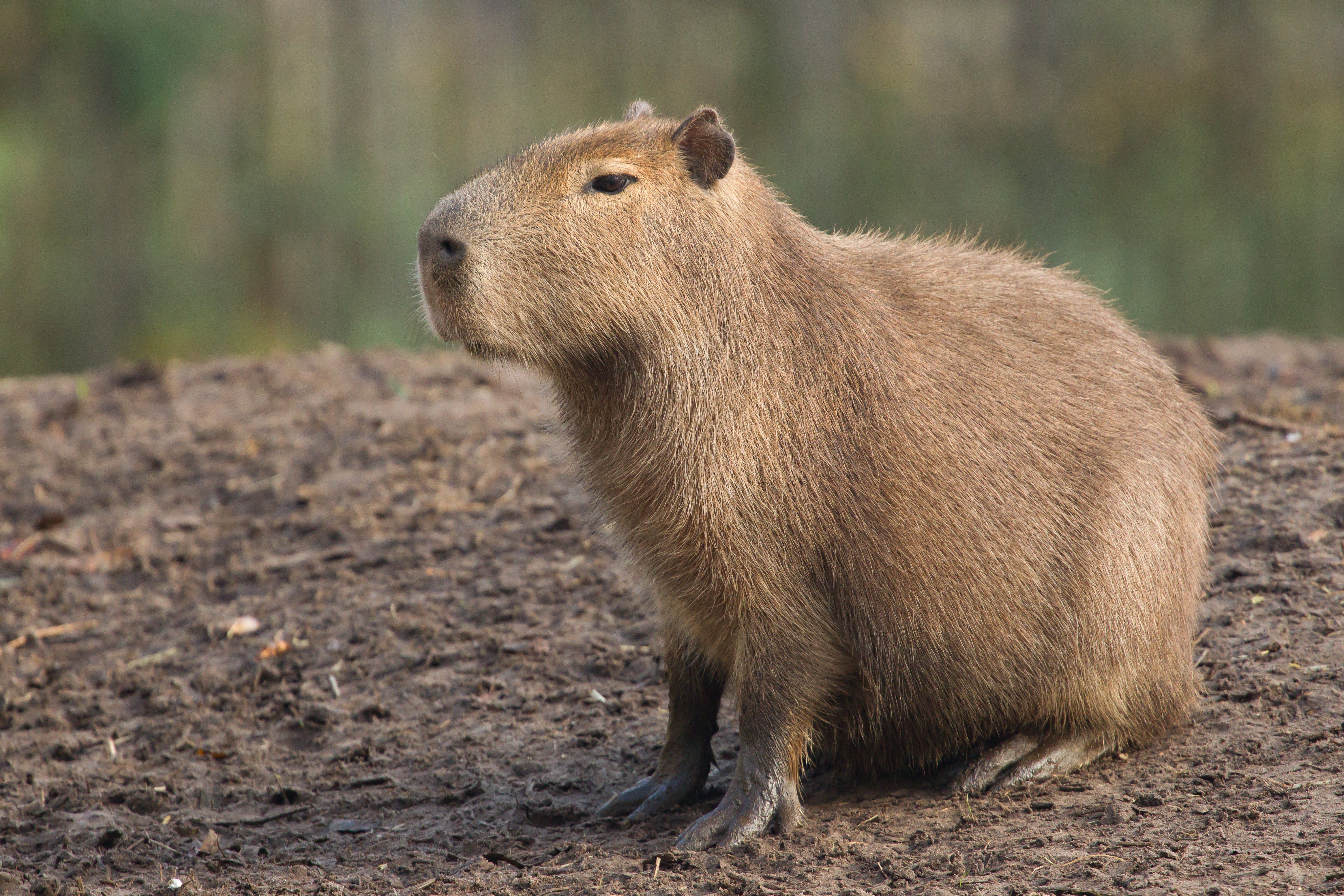 Uma capivarinha do amor pra dize  Capivara, Capivaras, Animais brasileiros