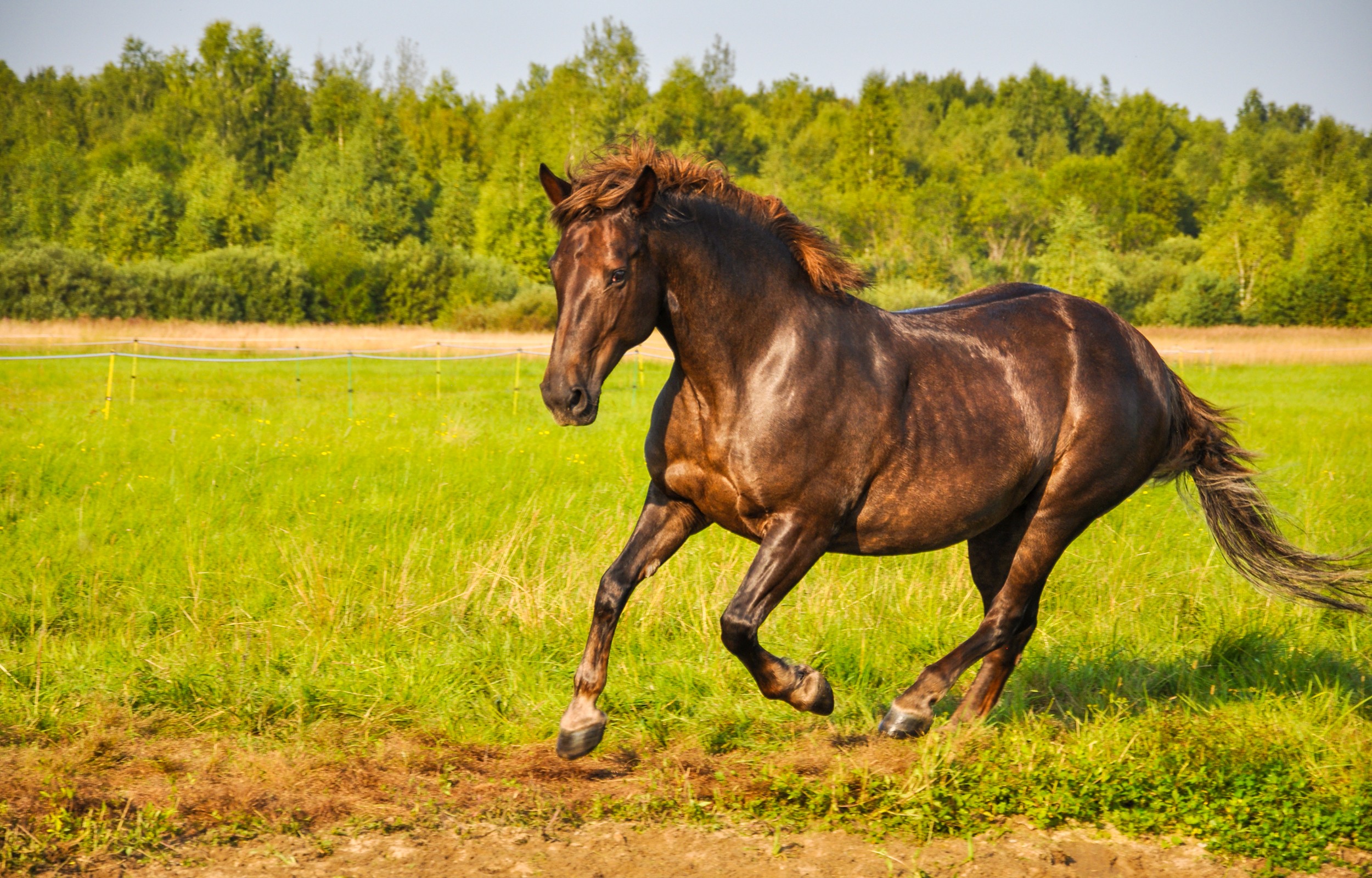 cavalo  Tradução de cavalo no Dicionário Infopédia de Português