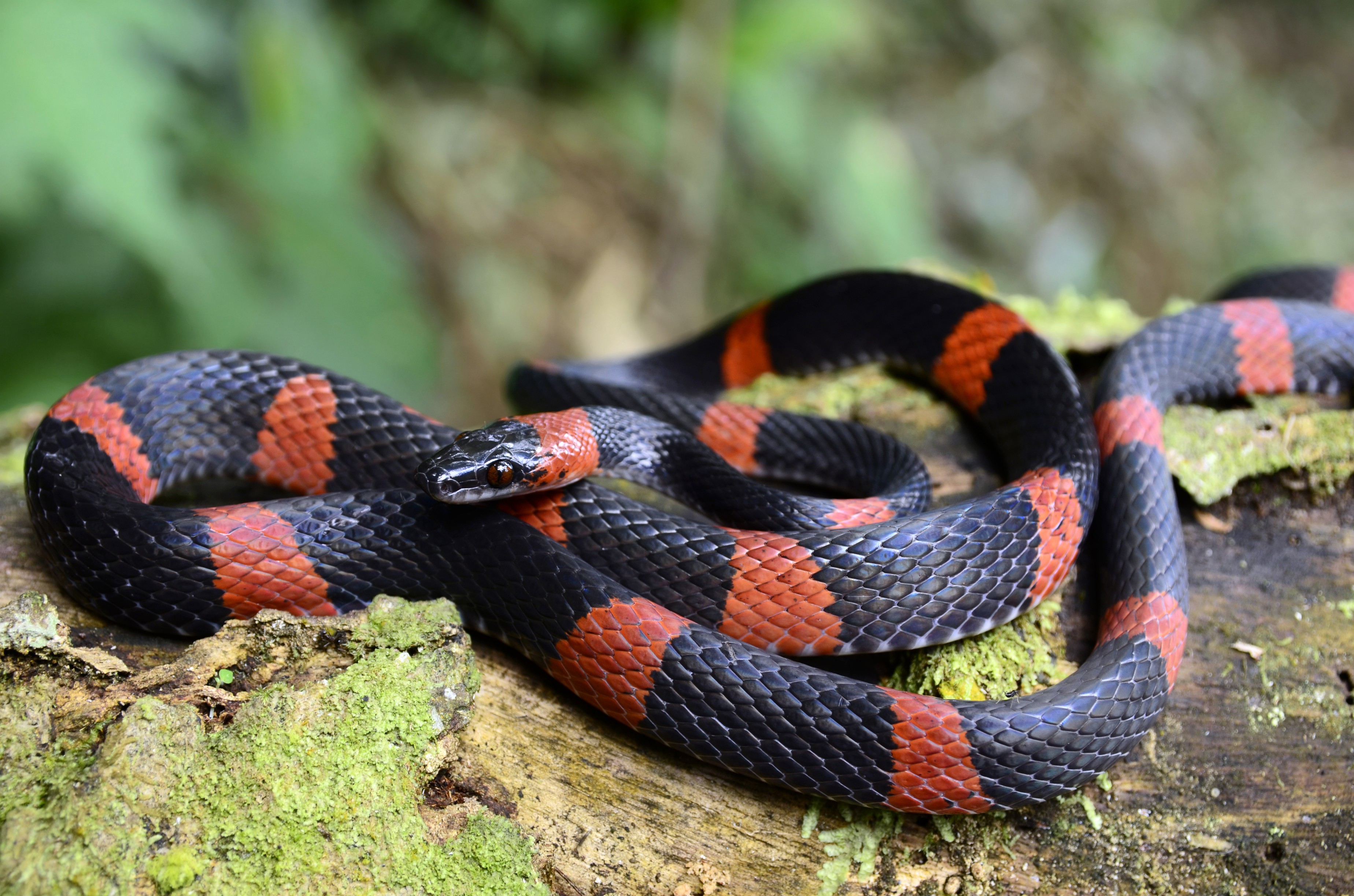 Serpentes - características, espécies, reprodução, alimentação - Biologia -  InfoEscola