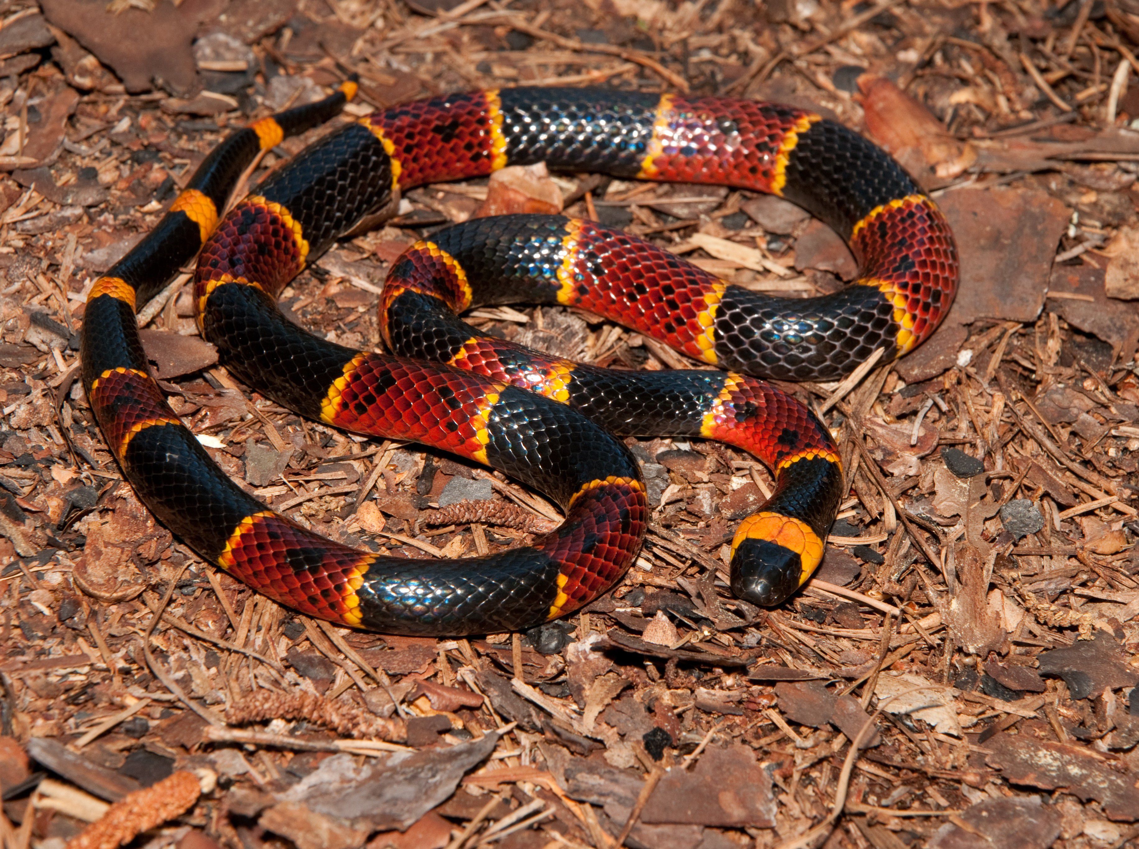 Qual é a cobra mais venenosa do mundo?