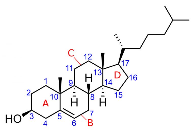 Colesterol - LDL e HDL - Bioquímica - InfoEscola