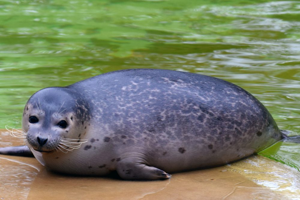 Foca Ecologia Caracter sticas Fotos Animais InfoEscola Foca Ecologia Caracter sticas Fotos Animais InfoEscola