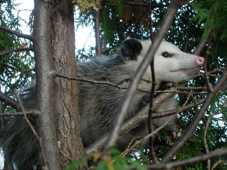 Gambá da espécie Didelphis virginiana. Foto: Wilson44691, via Wikimedia Commons