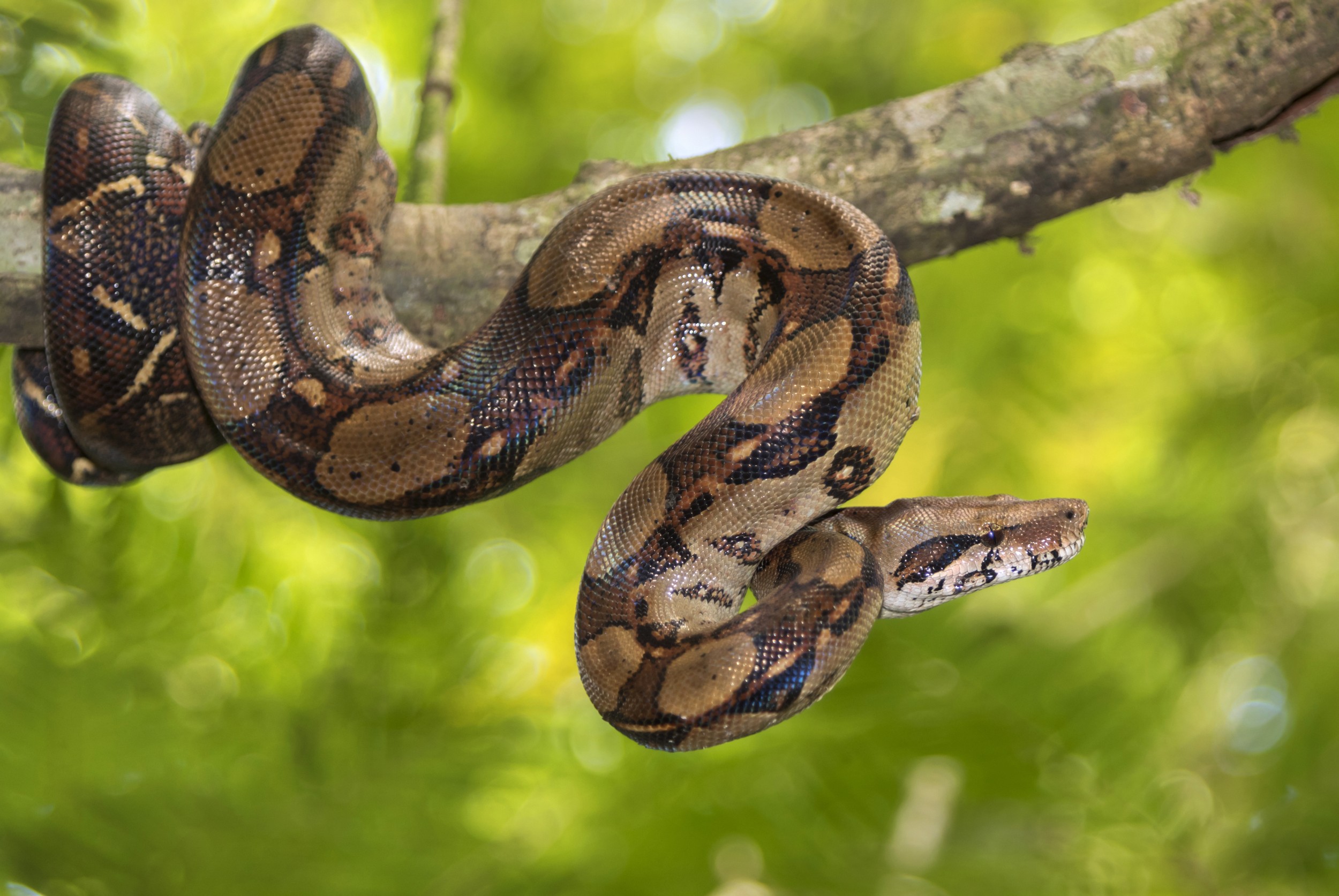 cobra da espécie Boa constrictor