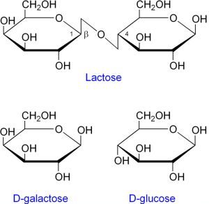 Lactose = glicose + galactose. Ilustração: Telliott [Public domain], from Wikimedia Commons