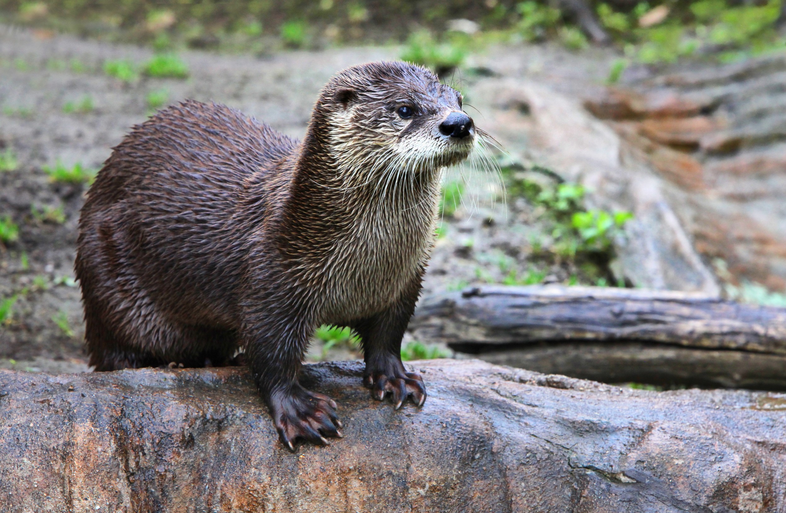 Infolontra - Área da lontra