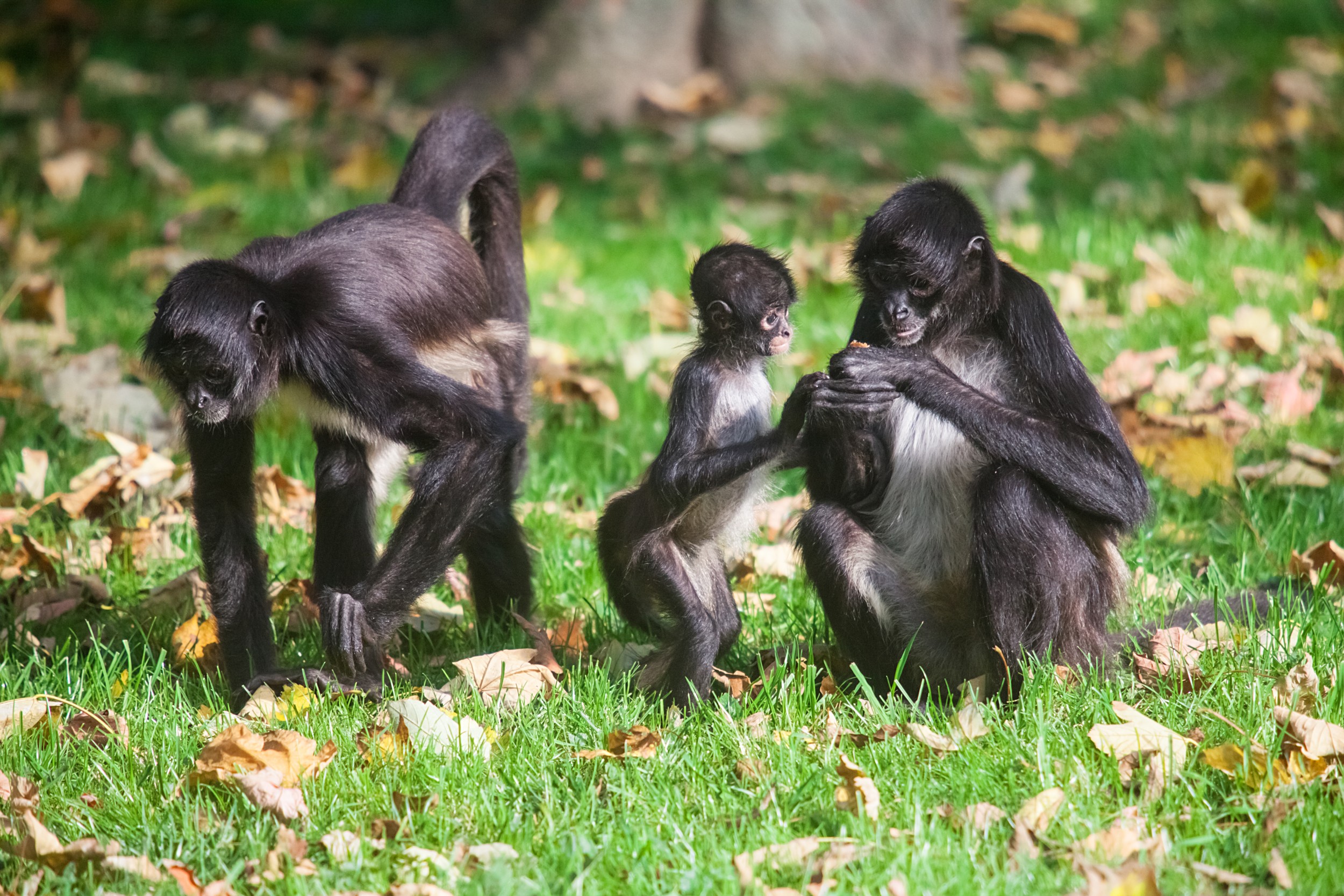 Animais - A ficha do bicho Nome popular: Macaco-aranha, cuatá Nome