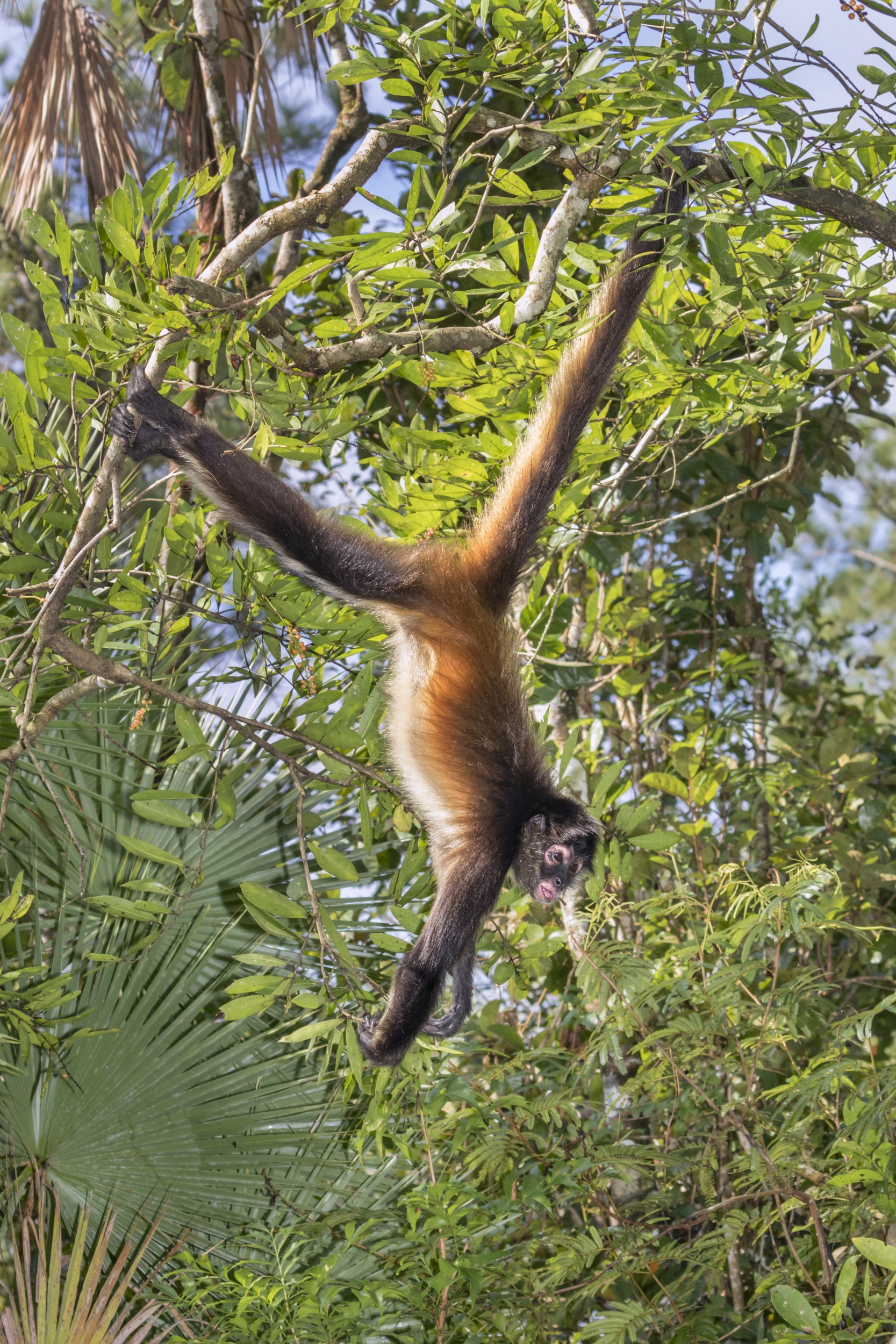 Desenho de macaco fofo pendurado no galho de uma árvore