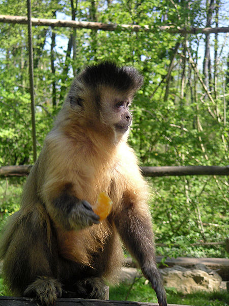 Comportamento de macaco-prego reflete ambiente em que vive, não seus genes  – AUN – Agência Universitária de Notícias