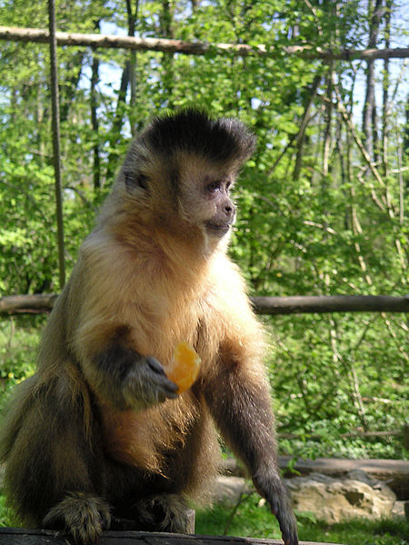 Macaco-prego-do-peito-amarelo, raridade da Caatinga - ((o))eco