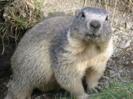 Marmota alpina. Foto: François Trazzi (GFDL or CC-BY-SA-3.0), via Wikimedia Commons