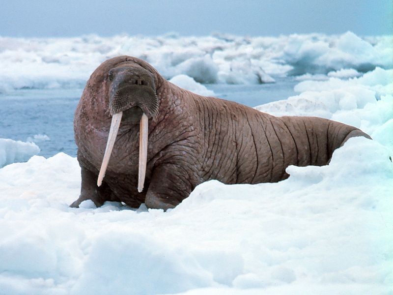 Morsa (Odobenus rosmarus) · NaturaLista Colombia