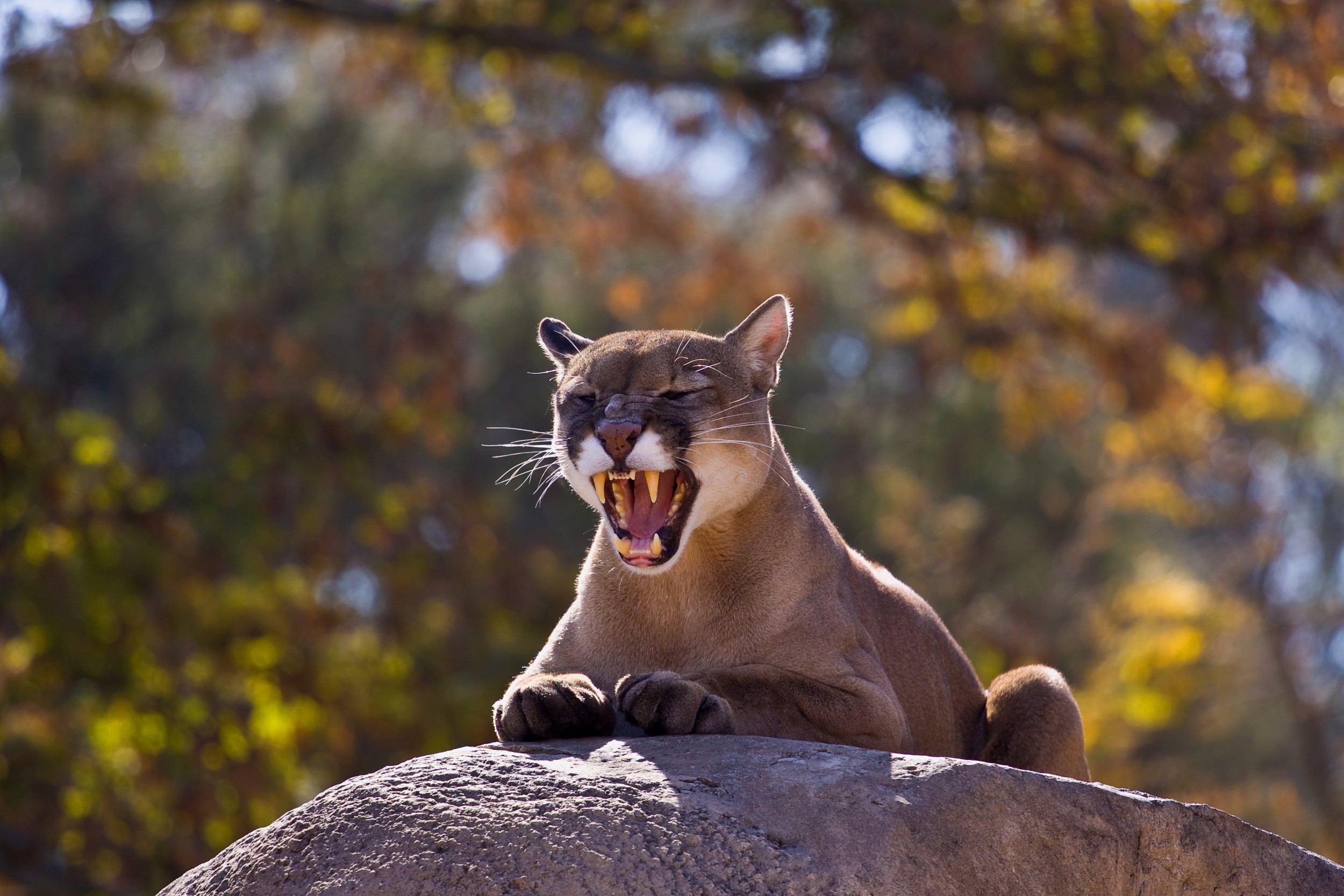 Puma - suçuarana ou onça-parda - ecologia, características, fotos