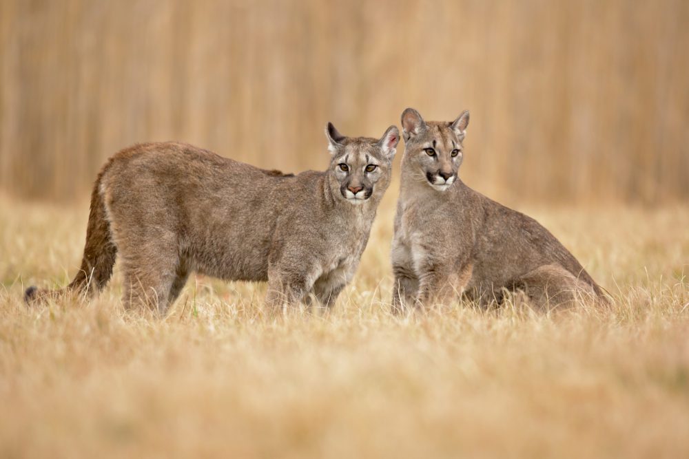 Puma Suçuarana Ou Onça Parda Ecologia Características Fotos