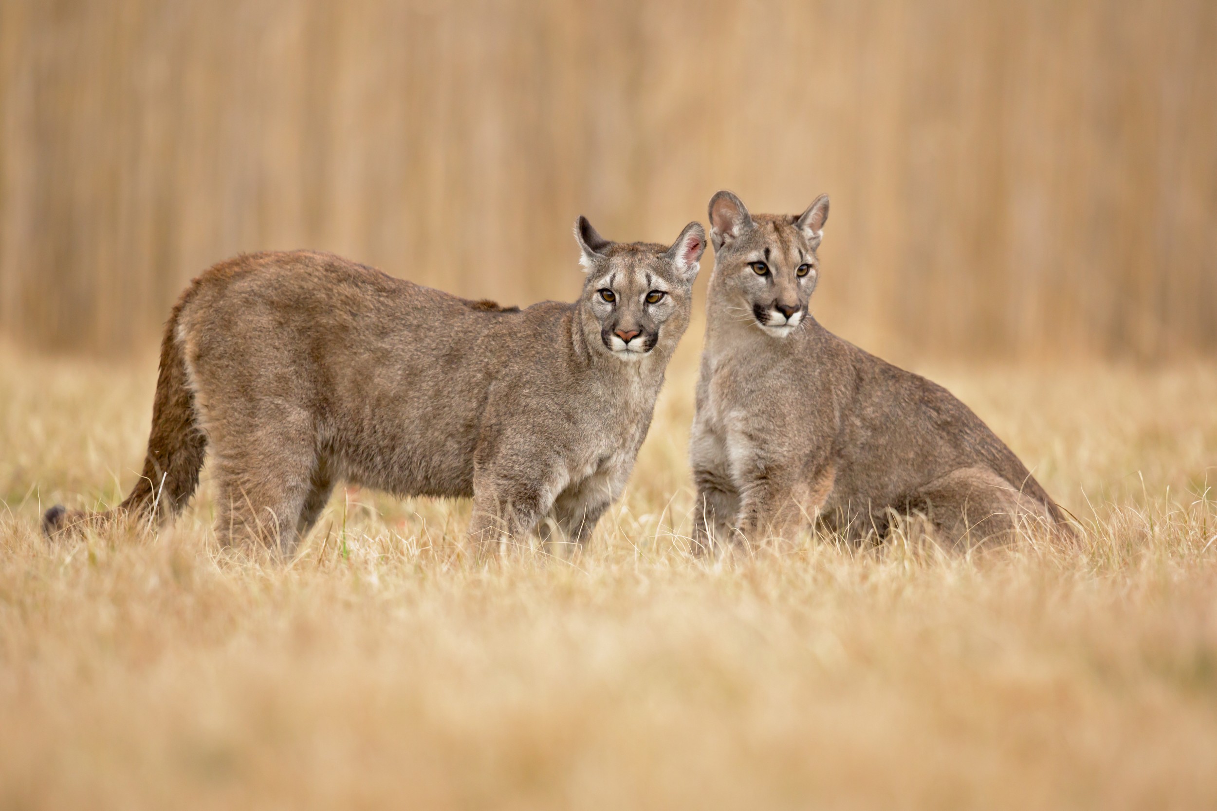 preço puma