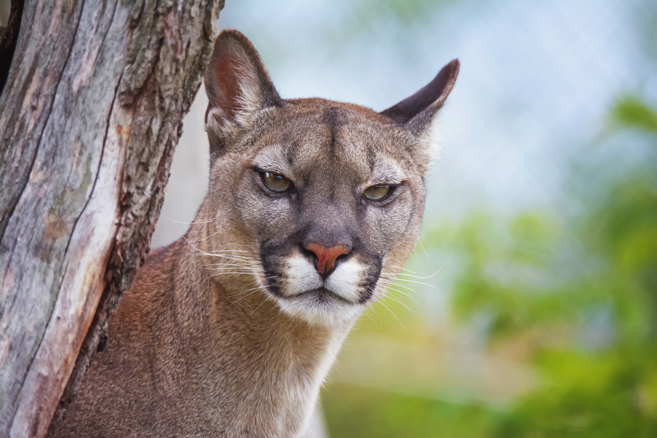 puma animal onde vive