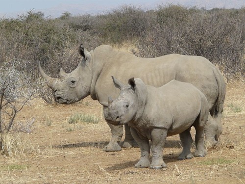 Tuso sobre os Rinoceronte Rinoceronte