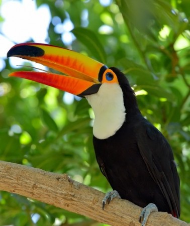 Tucano - Espécies de Tucanos - Aves - InfoEscola