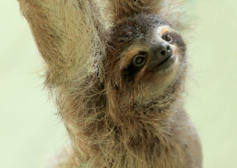 Bicho-preguiça - ecologia, características, fotos - InfoEscola