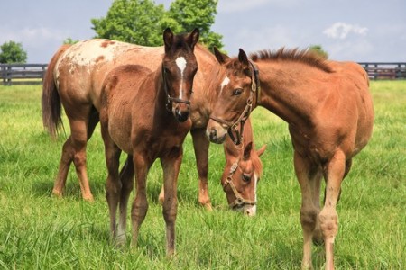 Foto: Jill Lang / Shutterstock.com