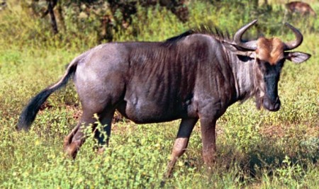 Gnu. Fotografia: Elonen / via Wikimedia Commons