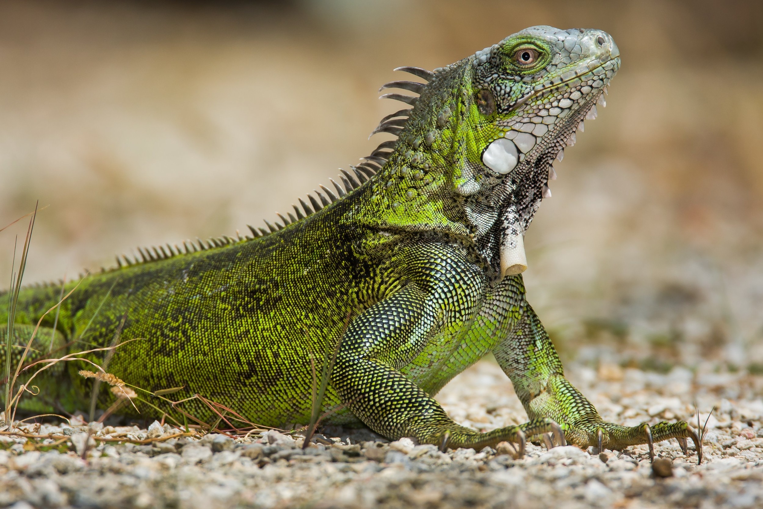 lagarto da espécie Iguana iguana