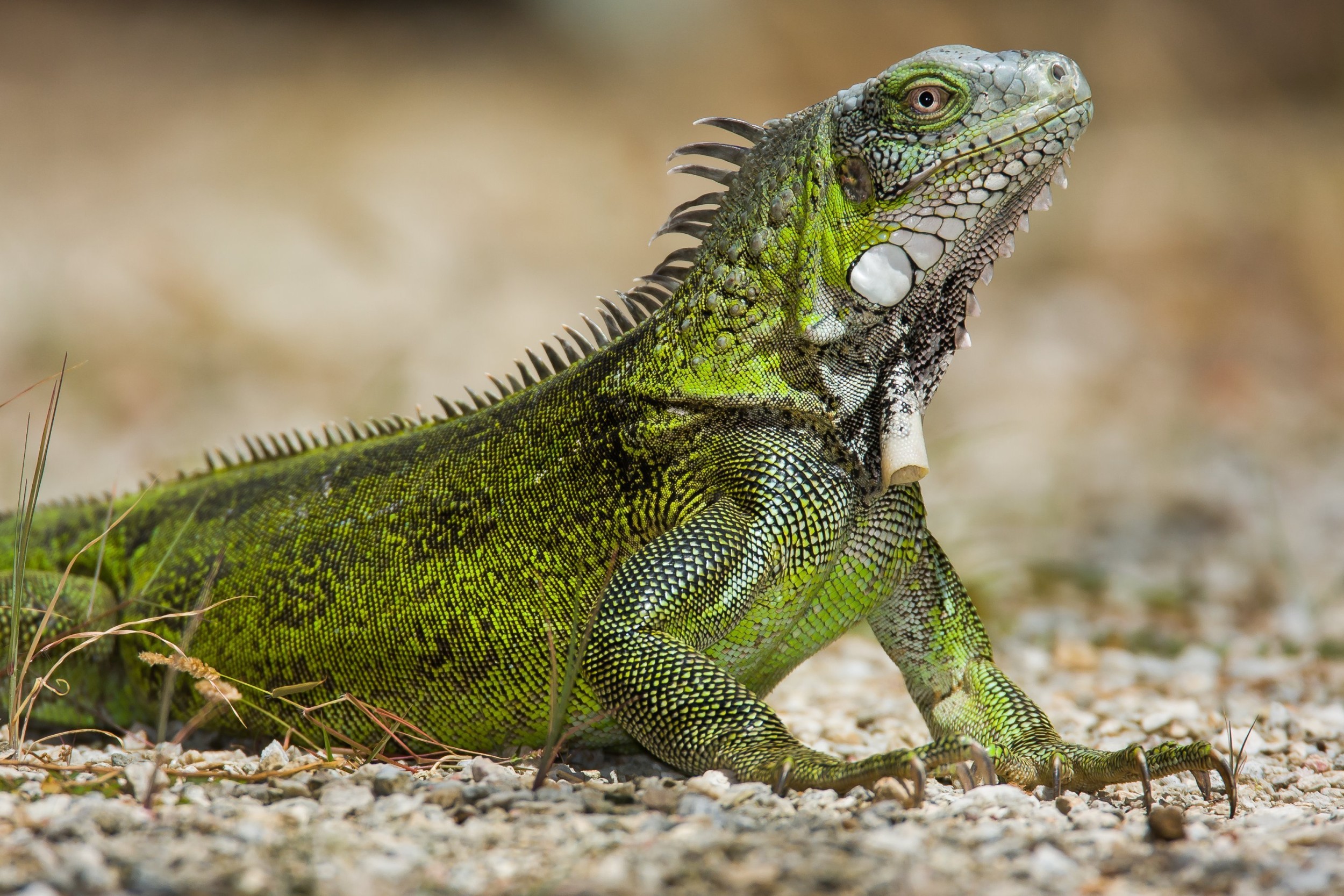 iguana